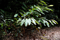 Alpinia arctiflora