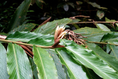 Alpinia arctiflora