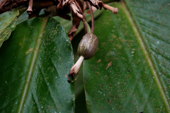 Alpinia arctiflora