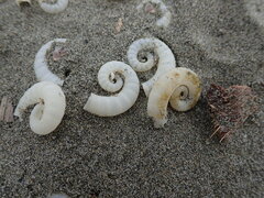 Spirula spirula