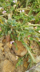 Muraltia trinervia