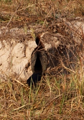 Microcarbo africanus africanus
