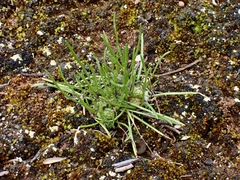 Isoetopsis graminifolia