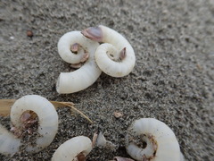 Spirula spirula