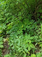 Aralia nudicaulis