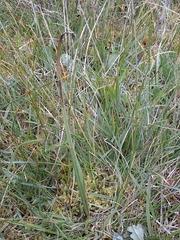 Burchardia umbellata