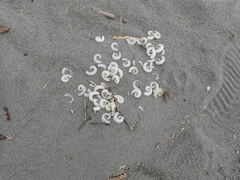 Spirula spirula