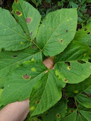 Aralia nudicaulis