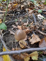 Psathyrella longistriata