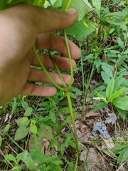 Aralia nudicaulis