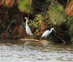 Egretta garzetta garzetta