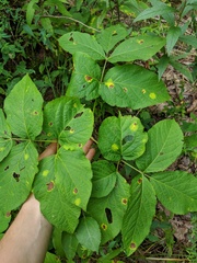 Aralia nudicaulis