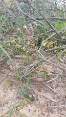 Lampranthus leptaleon