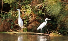 Egretta garzetta garzetta