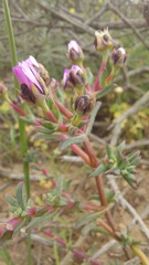 Lampranthus leptaleon