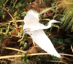 Egretta garzetta garzetta