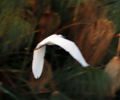 Egretta garzetta garzetta