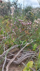 Lampranthus leptaleon