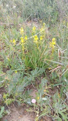 Bulbine praemorsa