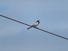 Motacilla grandis