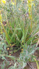 Bulbine praemorsa