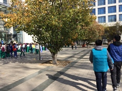 Pseudocydonia sinensis