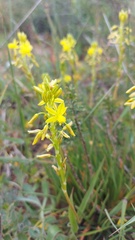 Bulbine praemorsa