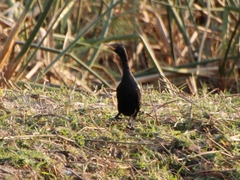 Microcarbo africanus africanus