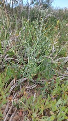 Asparagus undulatus