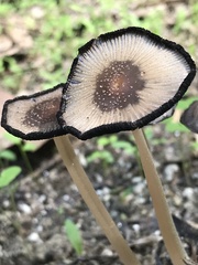 Micacei