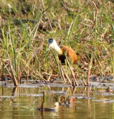 Actophilornis africanus