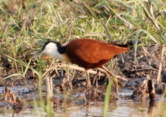 Actophilornis africanus