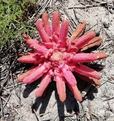 Hyobanche sanguinea