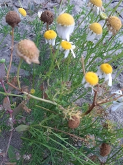 Tripleurospermum maritimum