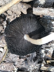 Micacei