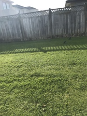 Passer domesticus domesticus