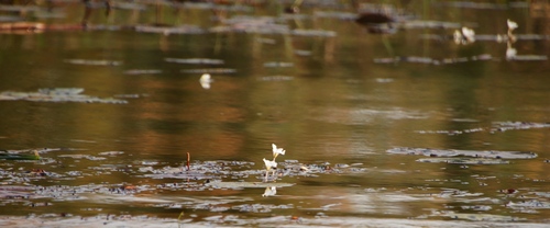 Ottelia kunenensis (Ottelia kunenensis)