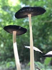 Micacei