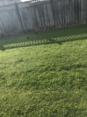 Passer domesticus domesticus