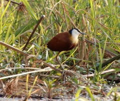 Actophilornis africanus