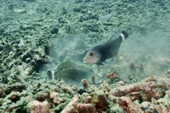 Novaculichthys taeniourus
