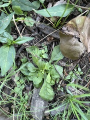 Mazus pumilus