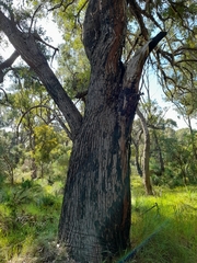 Eucalyptus marginata