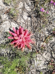 Hyobanche sanguinea