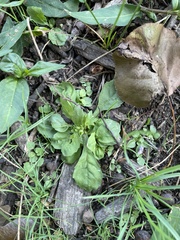 Mazus pumilus