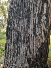 Eucalyptus marginata