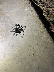 Aphonopelma xwalxwal