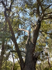 Eucalyptus marginata