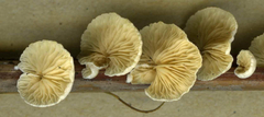 Crepidotus