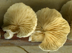 Crepidotus
